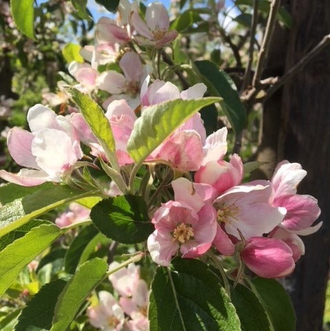 Oude appelboom (Malus Elstar)