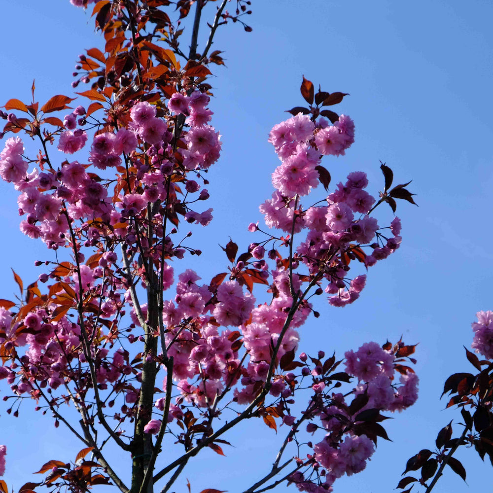Prunus Royal Burgundy