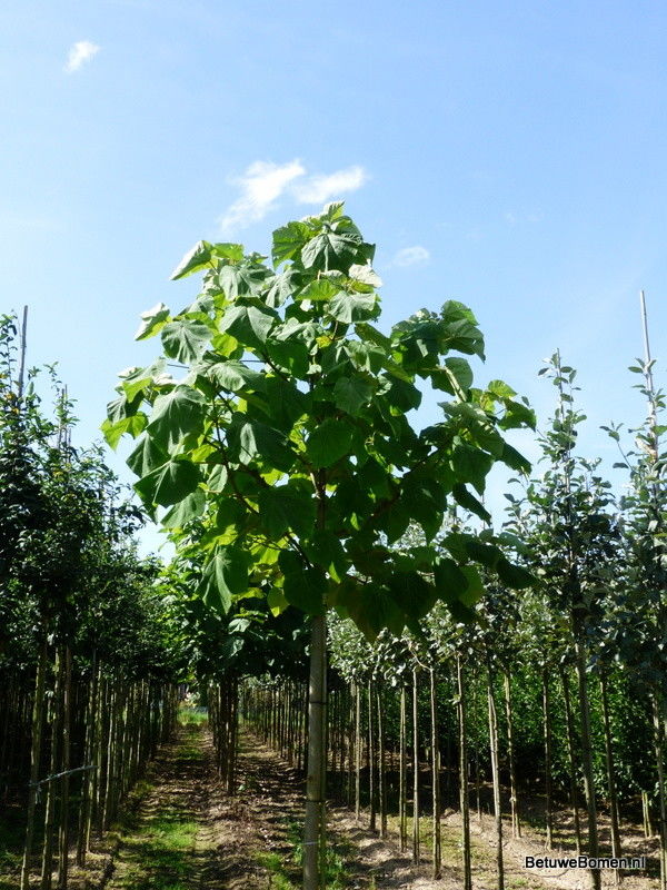 Trompetboom (Catalpa bignonioides)