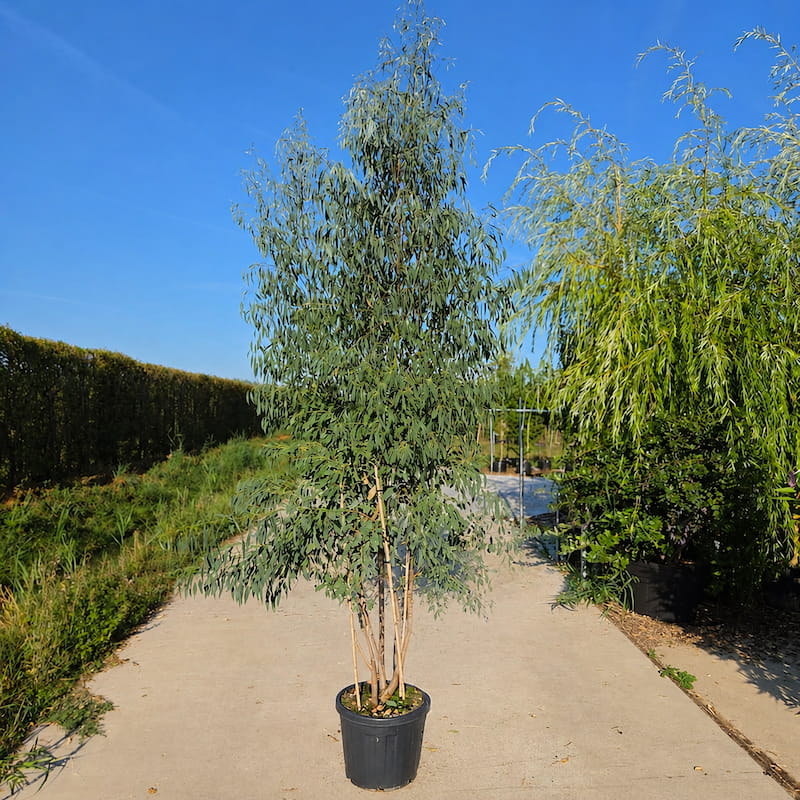 Eucalyptus gunnii struikvorm – Eucalyptus
