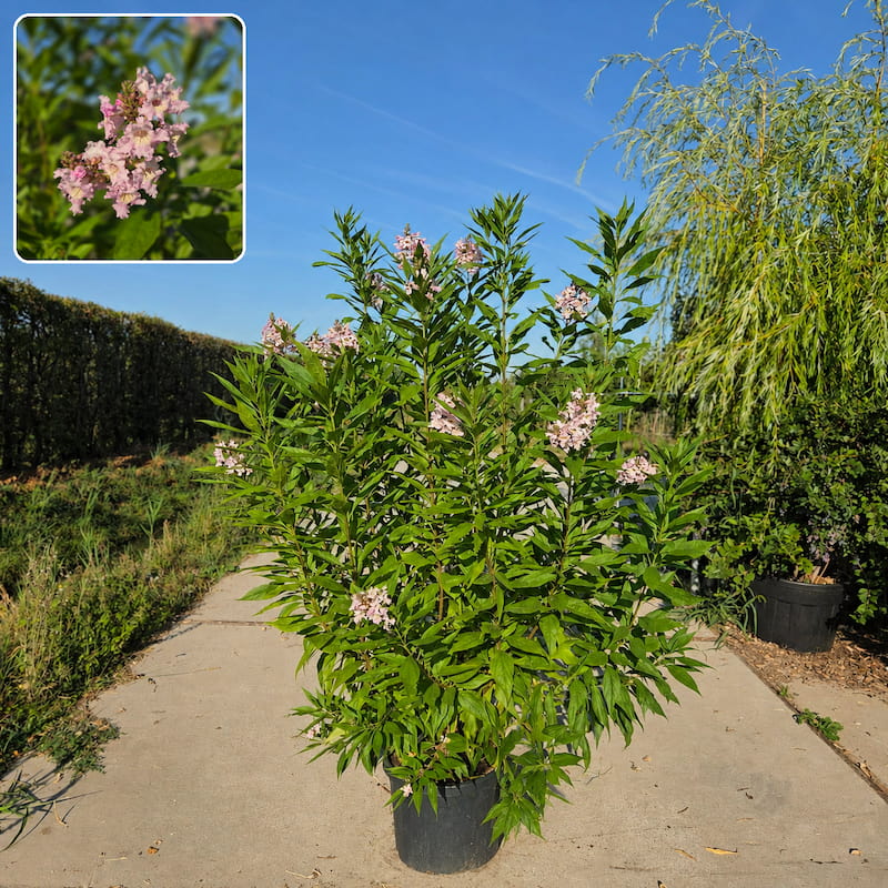 Chitalpa Summer Bells meerstammig met roze trompetbloemen