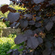 Corylus maxima Purpurea rode hazelaar met donker blad en hazelnoten