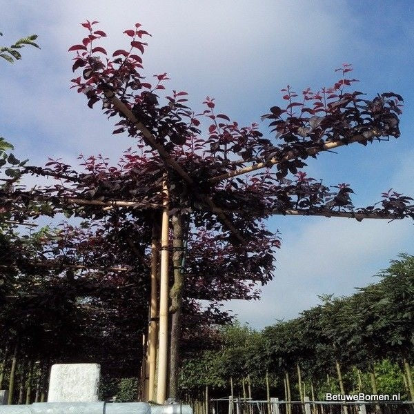 Prunus Cerasifera Nigra dakboom