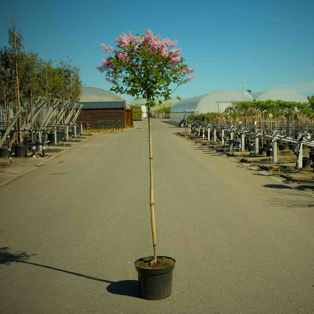 Dwergsering op stam (syringa Palibin)