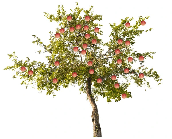 Groot assortiment fruitbomen