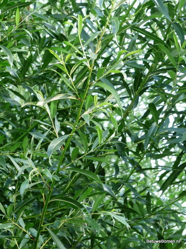 Schietwilg (Salix alba)