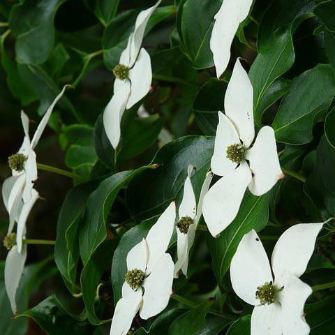 Japanse kornoelje (Cornus kousa Chinensis)