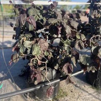 Hazelaar (Corylus avellana ‘Red Majestic’)