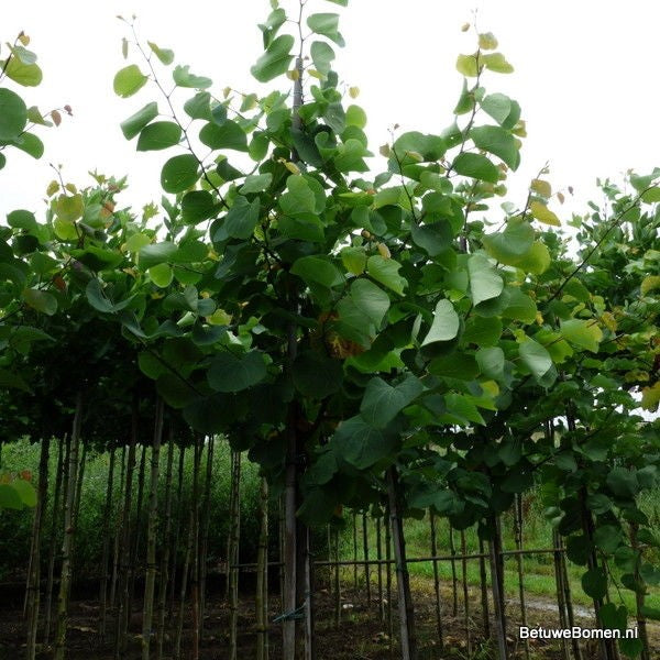 Judasboom (Cercis siliquastrum)
