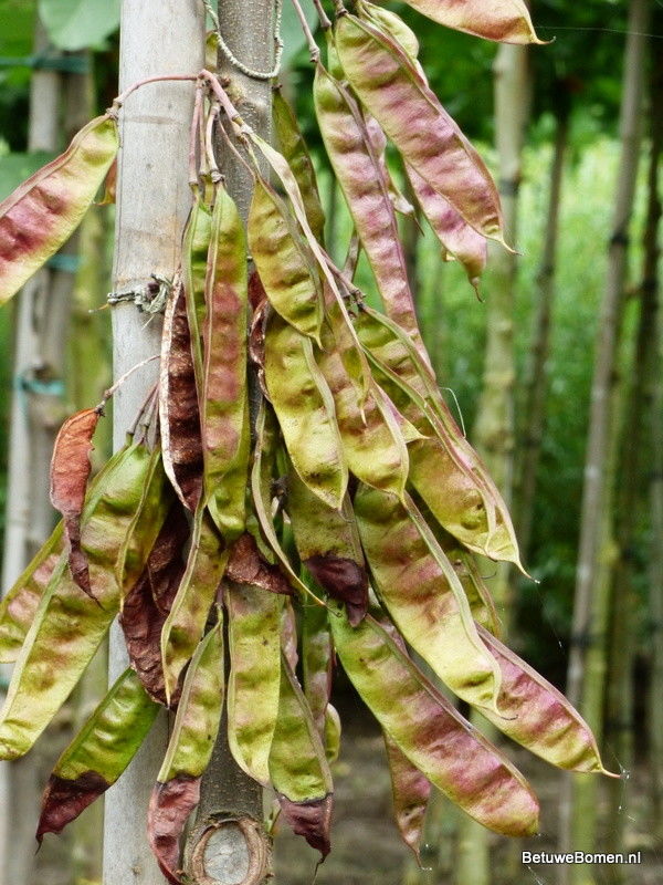 Judasboom meerstammig (Cercis siliquastrum)