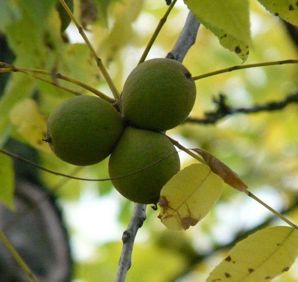 Zwarte walnotenboom (Juglans nigra)