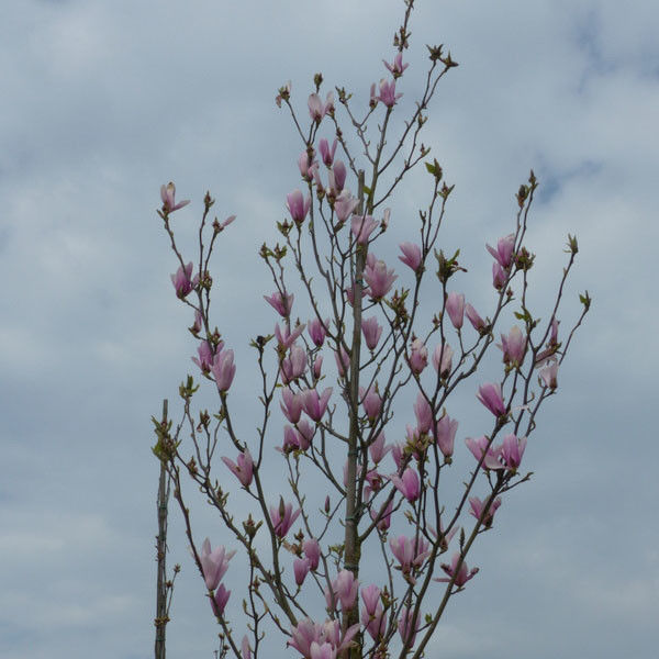 Beverboom (Magnolia Heaven Scent)