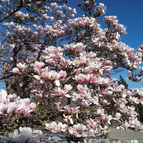 Beverboom (Magnolia soulangeana)