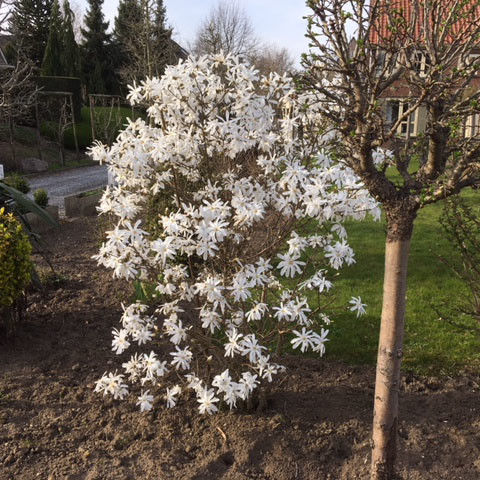 Magnolia Struik Stellata