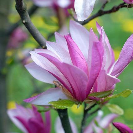 Magnolia Susan op stam
