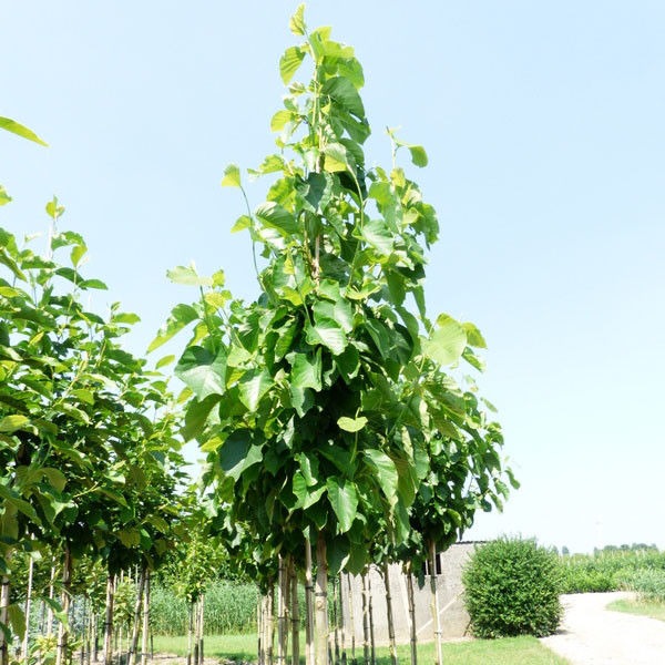 Beverboom (Magnolia Yellow River)