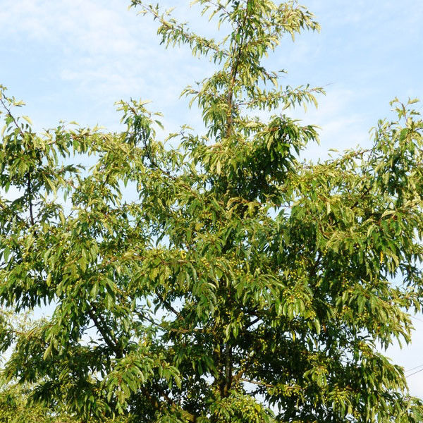 Sierappel (Malus toringo brouwers beauty)