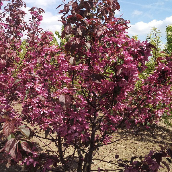 Meerstammige sierappel (Malus Mokum)