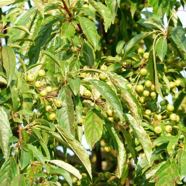 Sierappel (Malus toringo brouwers beauty)