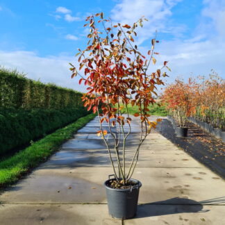 Meerstammige krentenboom (Amelanchier lamarckii)