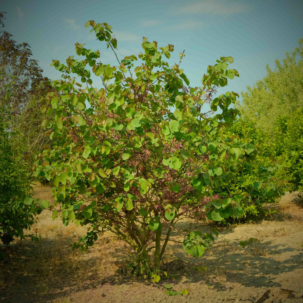 Judasboom meerstammig (Cercis siliquastrum)