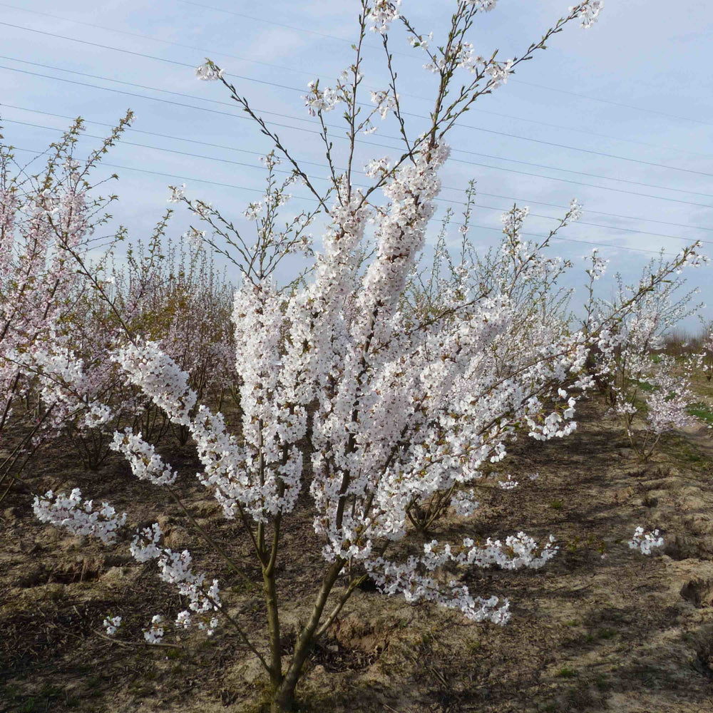 Meerstammige sierkers kopen