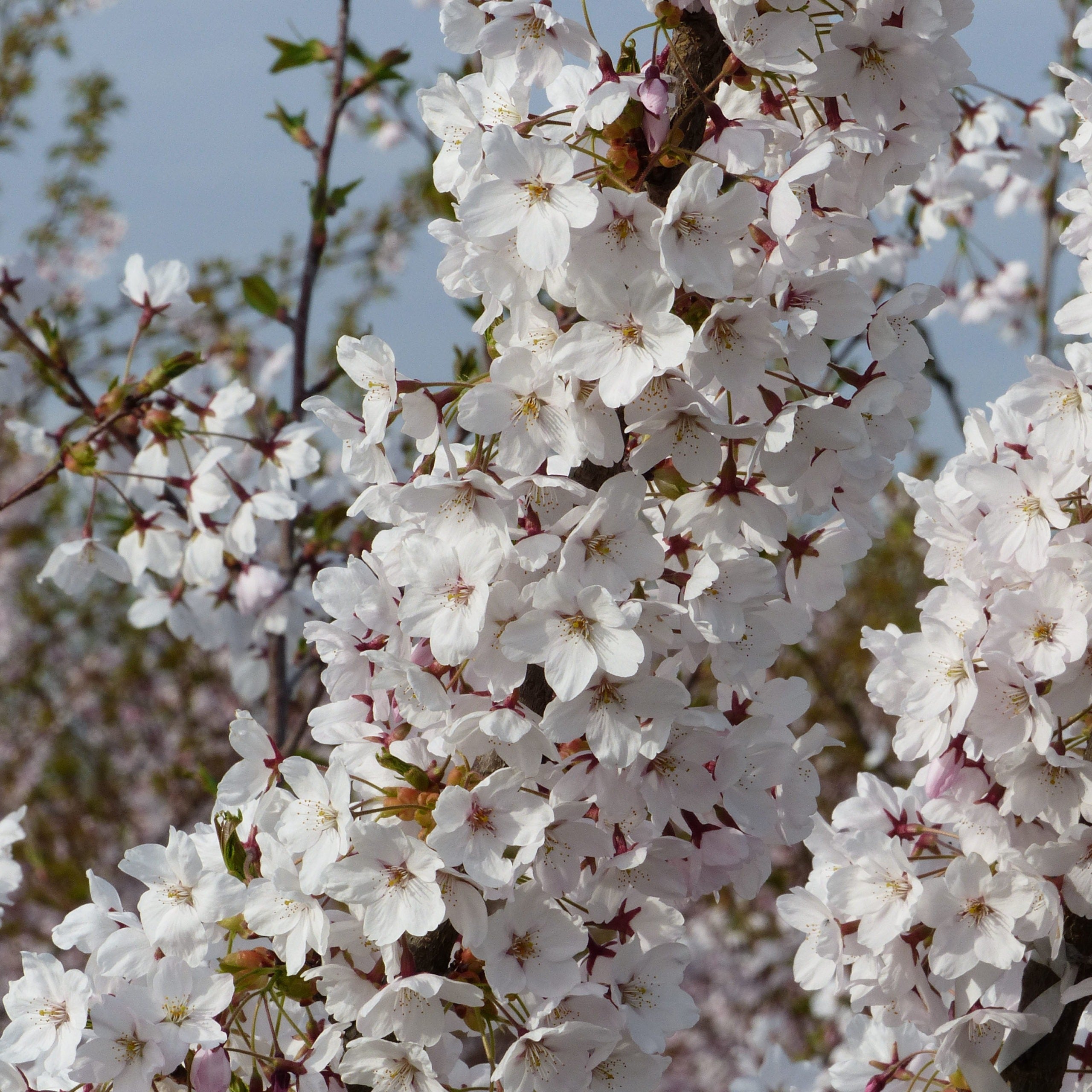 Meerstammige sierkers kopen