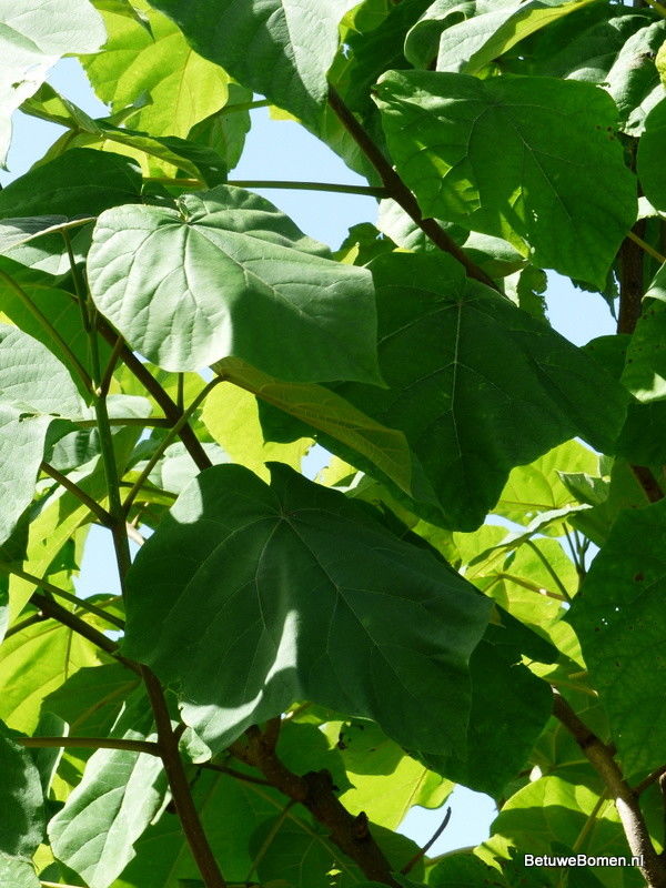 Trompetboom (Catalpa bignonioides)