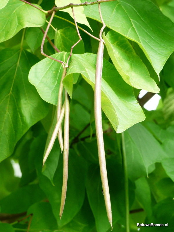 Trompetboom (Catalpa bignonioides)