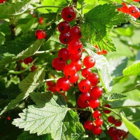 Rode bessenstruik (Ribes rubrum Jonkheer van Tets)