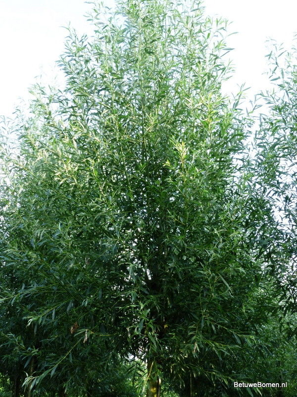Schietwilg (Salix alba)