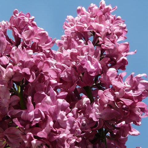 Sering (Syringa vulgaris Charles Joly)