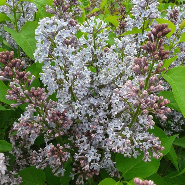 Sering (Syringa vulgaris Katherine Havemeyer)