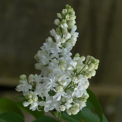 Sering (Syringa vulgaris Madame Lemoine)