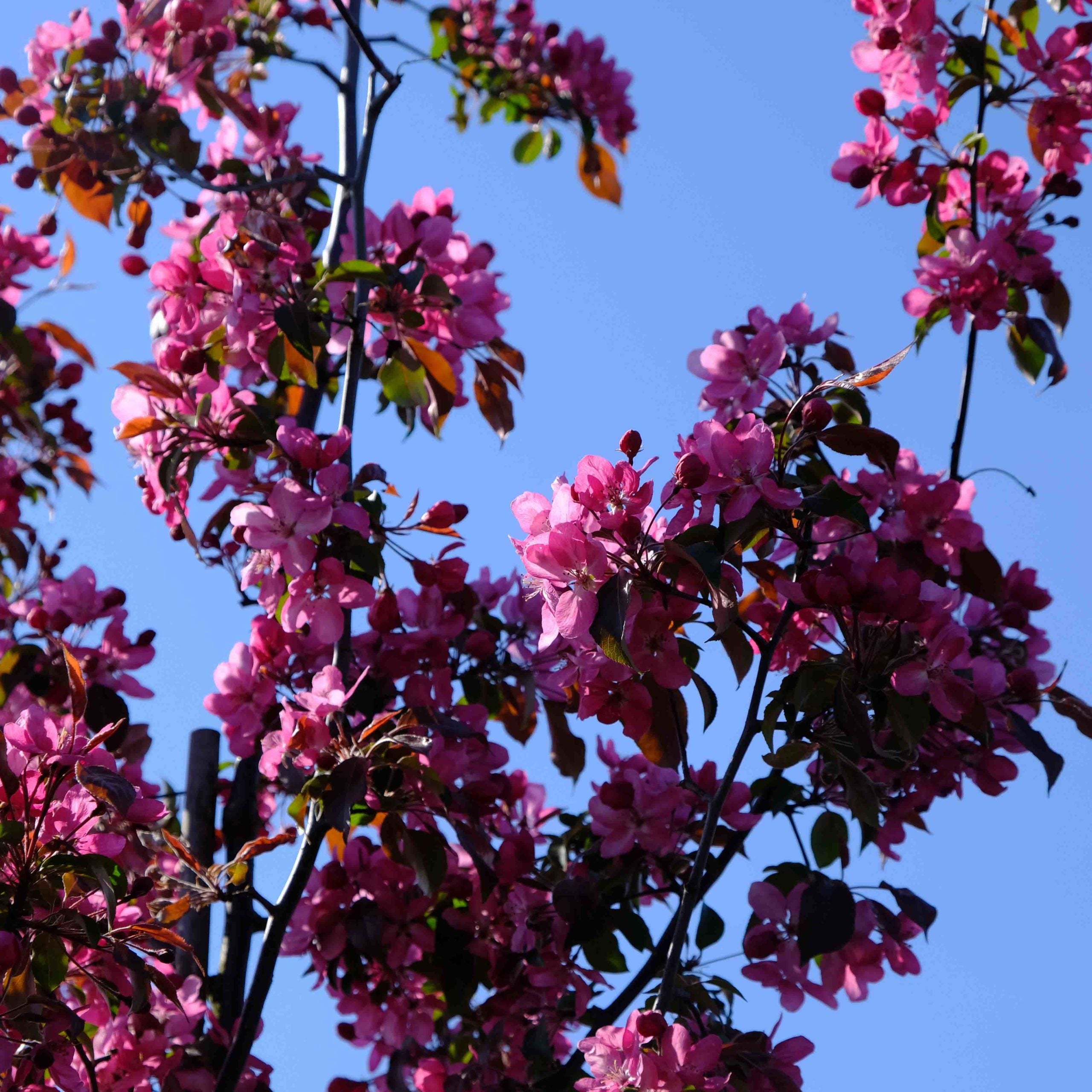 Sierappel (Malus Mokum)
