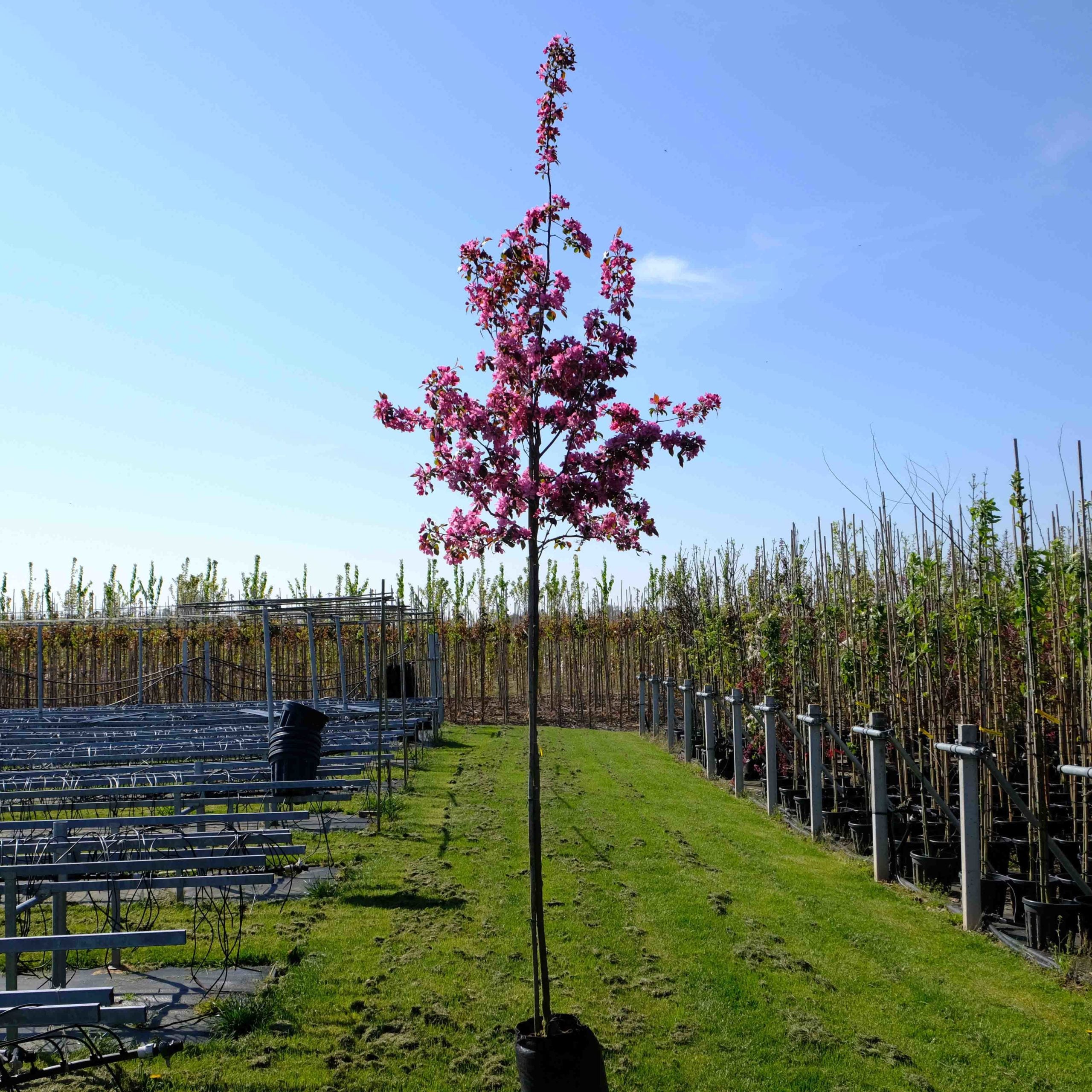 Sierappel (Malus Mokum)