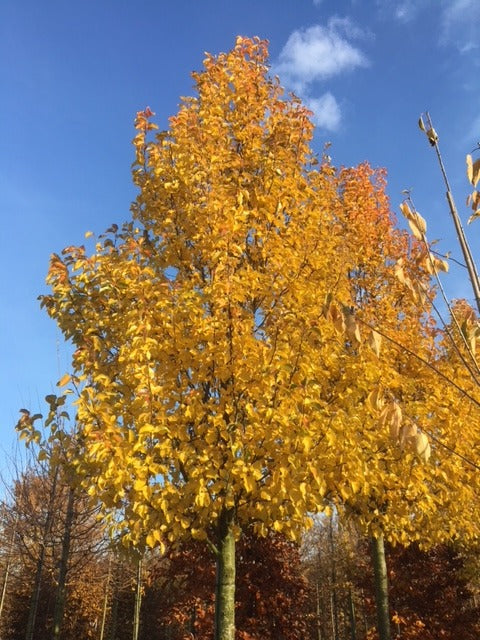Sierpeer (Pyrus calleryana Chanticleer)