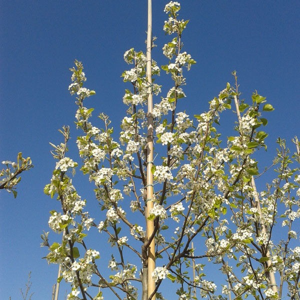 Sierpeer (Pyrus calleryana Chanticleer)