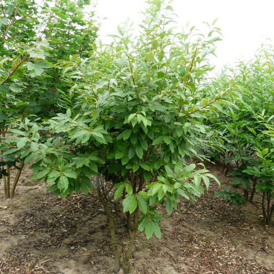 Tamme kastanje meerstammig (Castanea sativa)