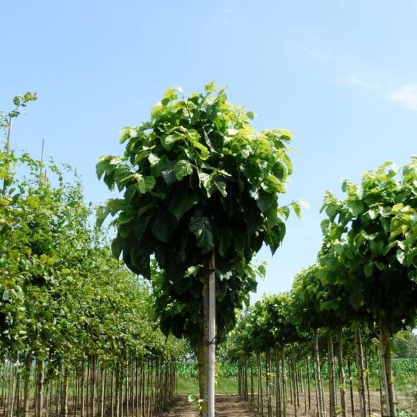 Zilverlinde bolboom