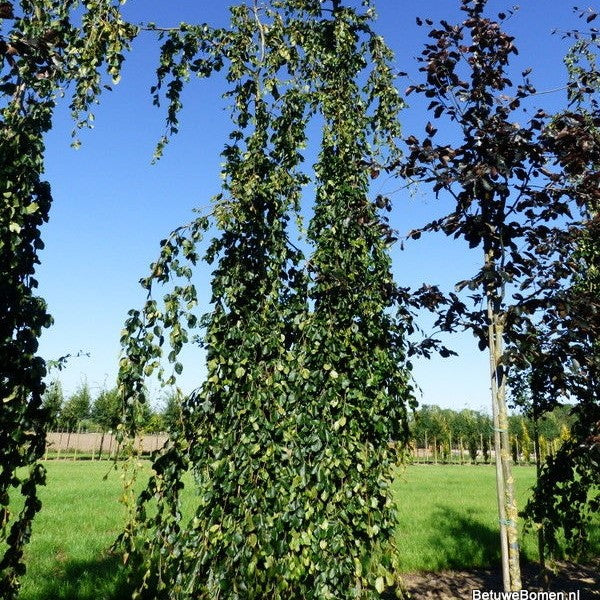 Treurbeuk (Fagus sylvatica Pendula)