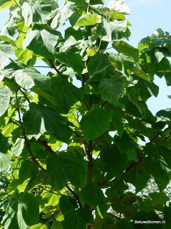 Trompetboom (Catalpa bignonioides)