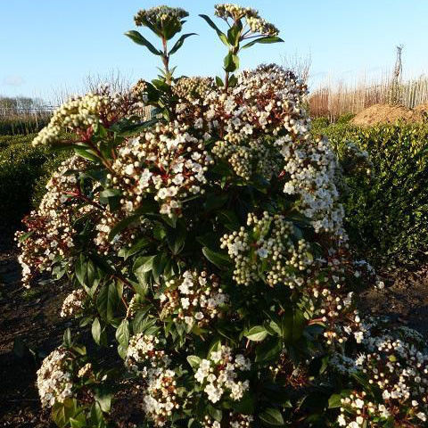 Viburnum tinus