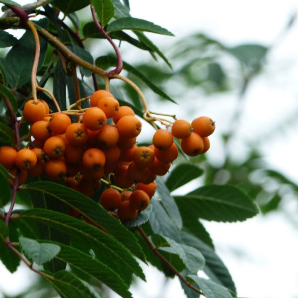 Meerstammige lijsterbes (Sorbus aucuparia)