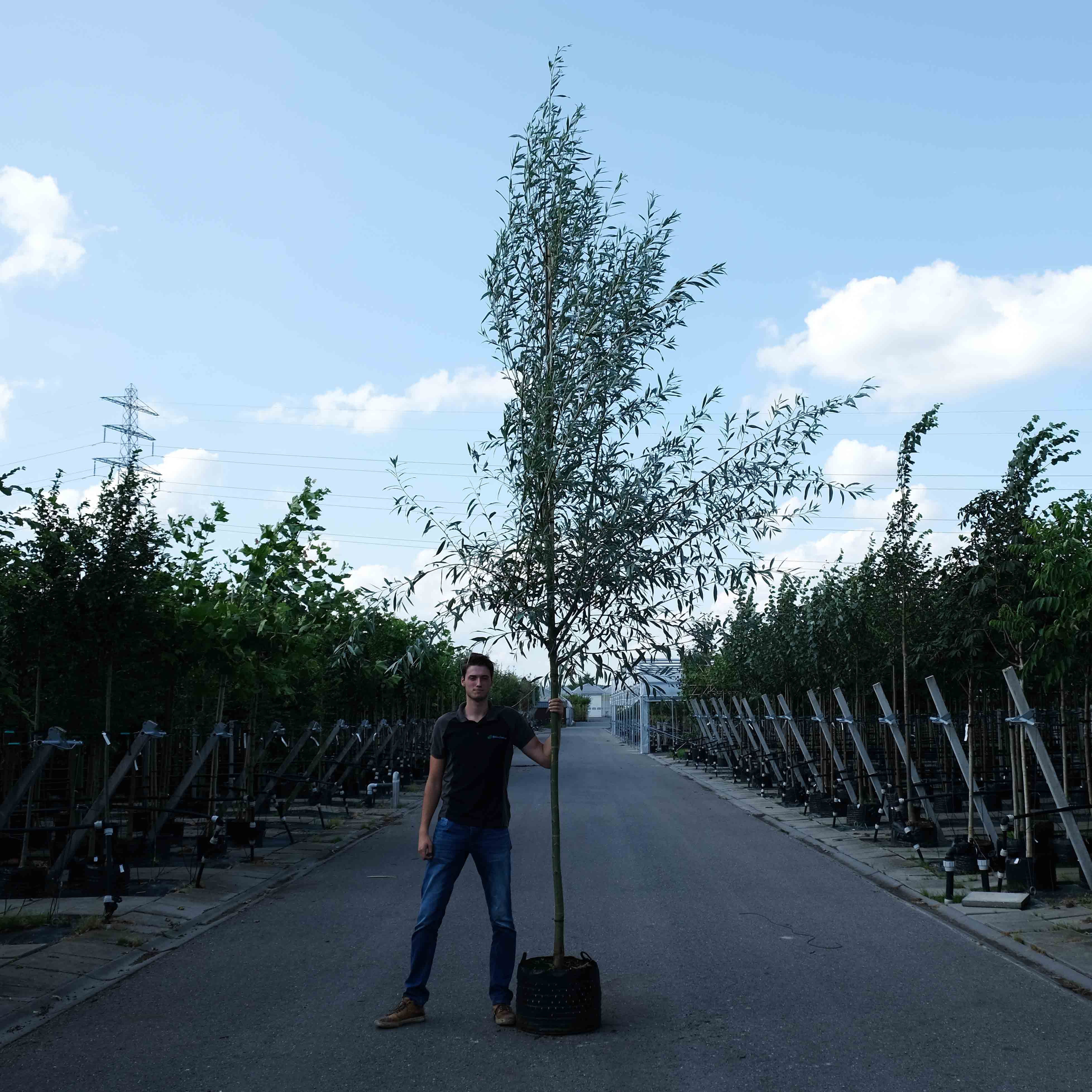Schietwilg (Salix alba)