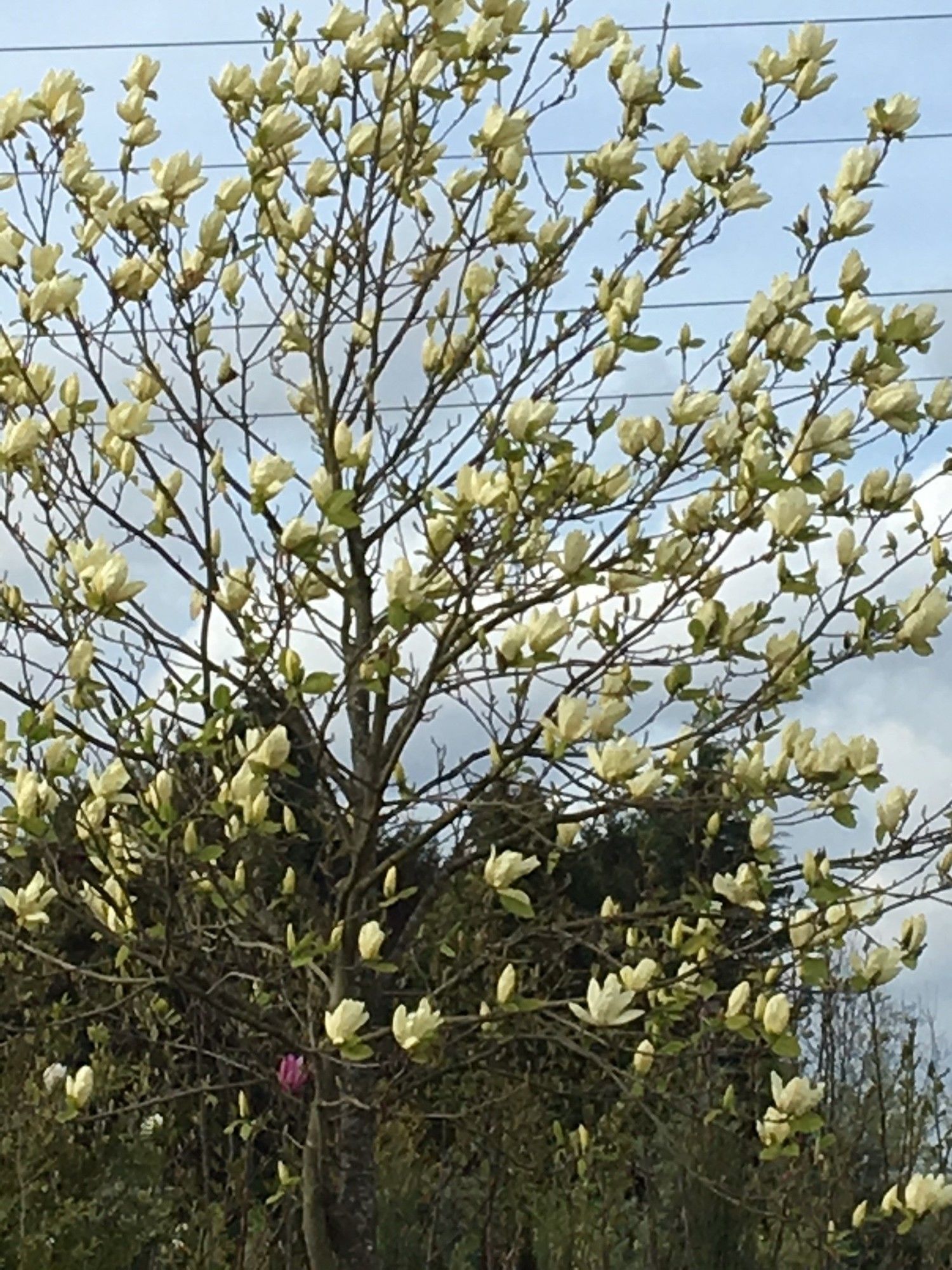 Beverboom (Magnolia Yellow River)