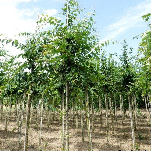 Japanse zelkova (Zelkova serrata)