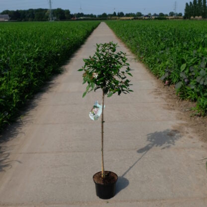 Viburnum Tinus op stam